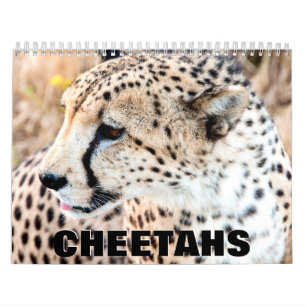 Calendrier mural Cheetahs 2022