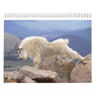 Calendrier Mural Chèvres de Mt sur Mt Evans, le Colorado