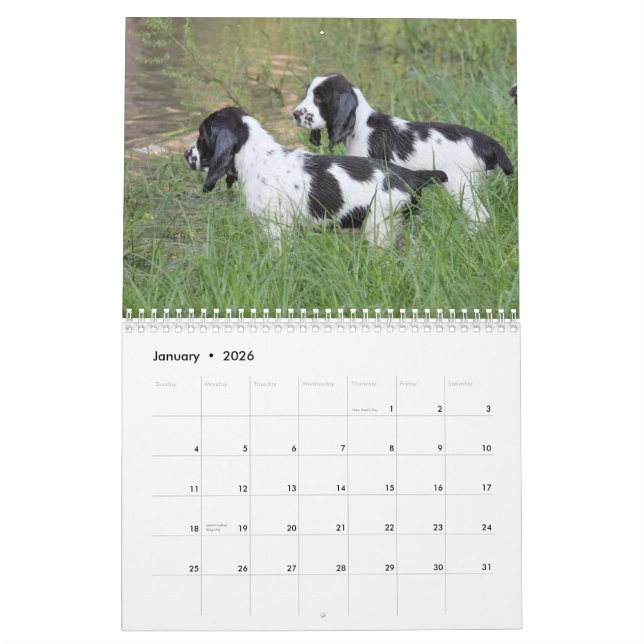 Calendrier Mural Chiots 2013 d'épagneul de springer anglais (Jan 2026)