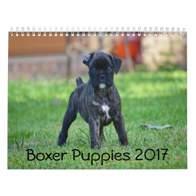 Calendrier Mural Chiots 2017 de boxeur (Protection)