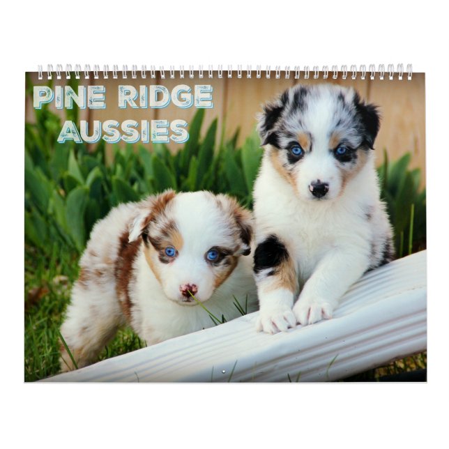 Calendrier Mural Chiots australiens de berger (Protection)