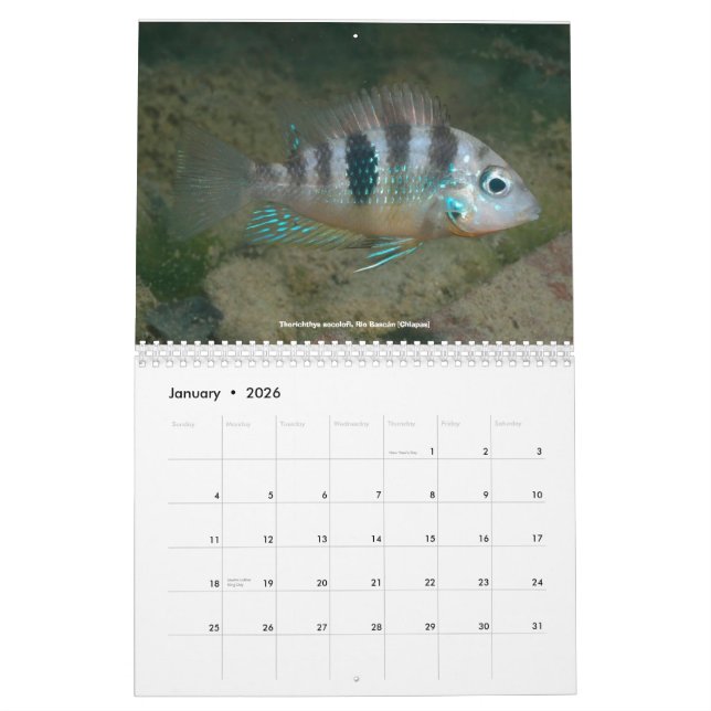 Calendrier Mural Cichlids du Mexique (Jan 2026)