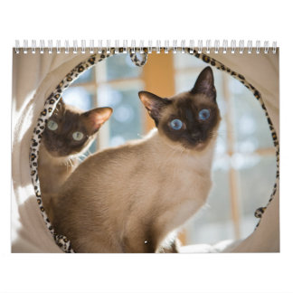 Calendrier Mural Curiosité