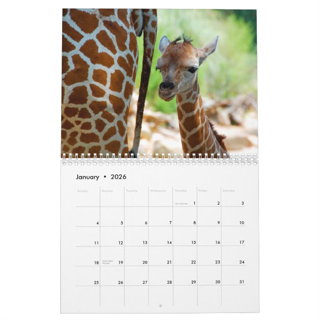 Calendrier mural de girafes (Jan 2026)