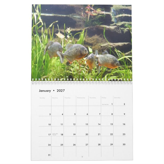 Calendrier mural de piranhas (Jan 2027)