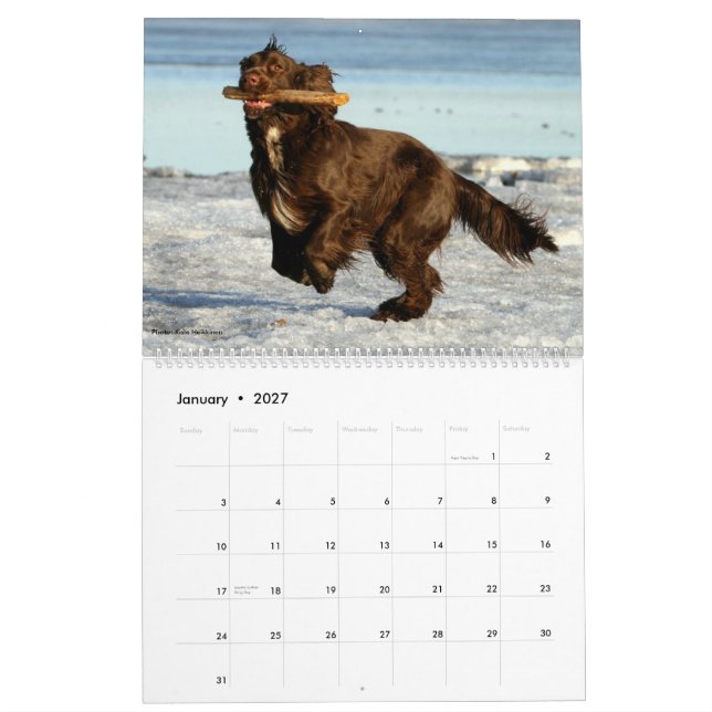 Calendrier mural d'épagneul de champ (Jan 2027)