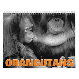 Calendrier mural des Orangutans 2022