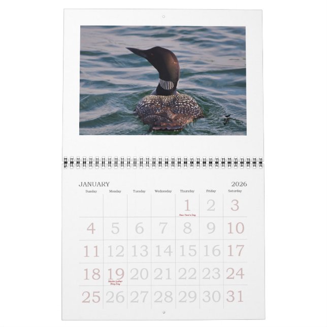 Calendrier Mural Dingues sur le Rideau (Jan 2026)