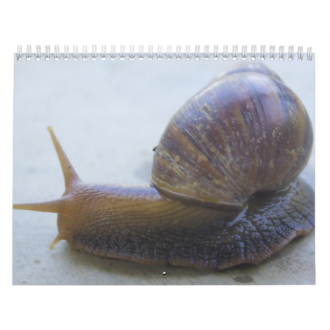 Calendrier Mural Escargots (Protection)