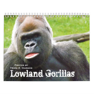 Calendrier Mural Gorilles de plaine du zoo de Kansas City