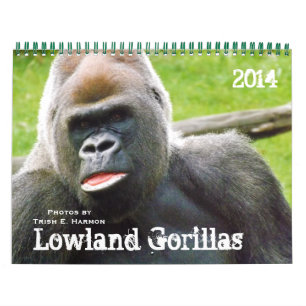 Calendrier Mural Gorilles des terres basses du zoo de la ville de K