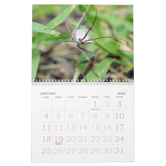 Calendrier Mural L'amour des insectes (Jan 2026)