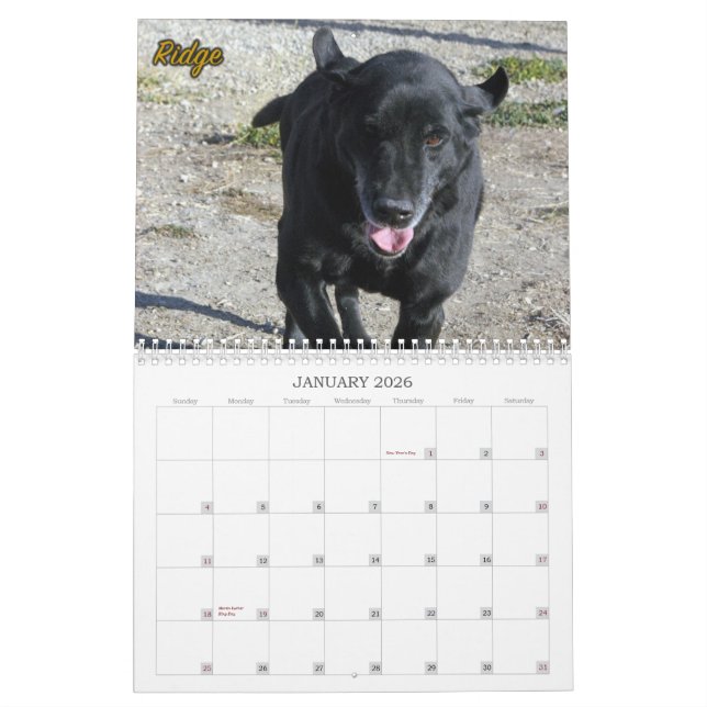 Calendrier Mural Le Labradors du chenil de quatre pattes (Jan 2026)