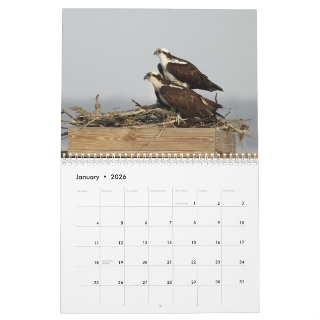 Calendrier Mural Les oiseaux de Forsythe - balbuzard (Jan 2026)