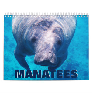 Calendrier mural Manatees