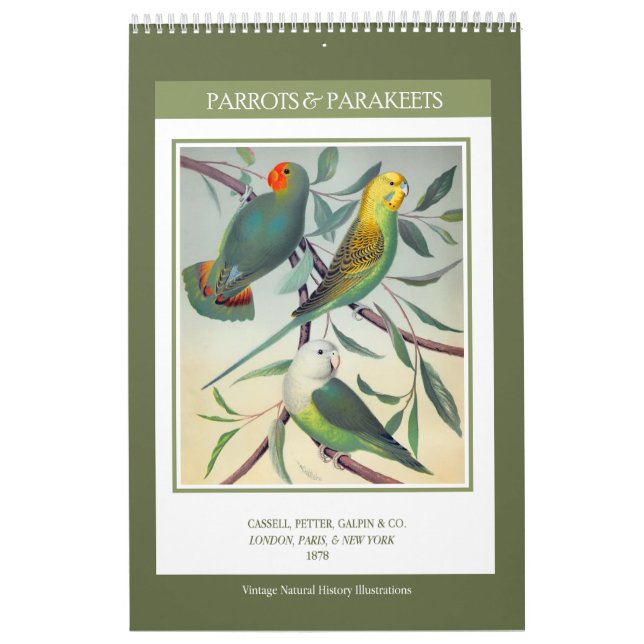 Calendrier Mural Oiseaux vintages - Perroquets et perroquets 2026 (Protection)