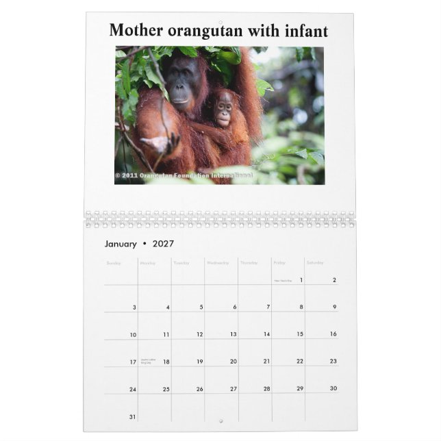 Calendrier Mural Orangs-outans (Jan 2027)