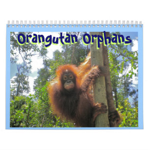 Calendrier Mural Orphelins d'orang-outan