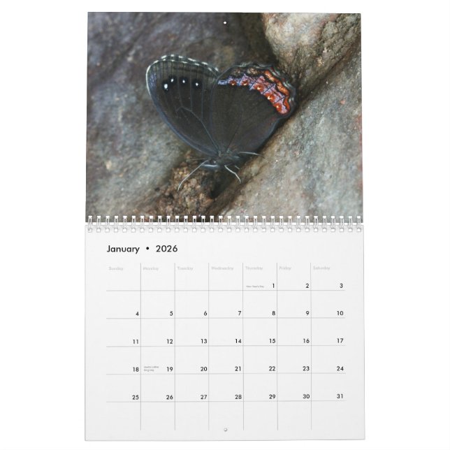 Calendrier Mural Papillons rares 2013 (Jan 2026)