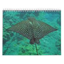 Rayons de Manta d'Hawaï, anguilles et poulpe
