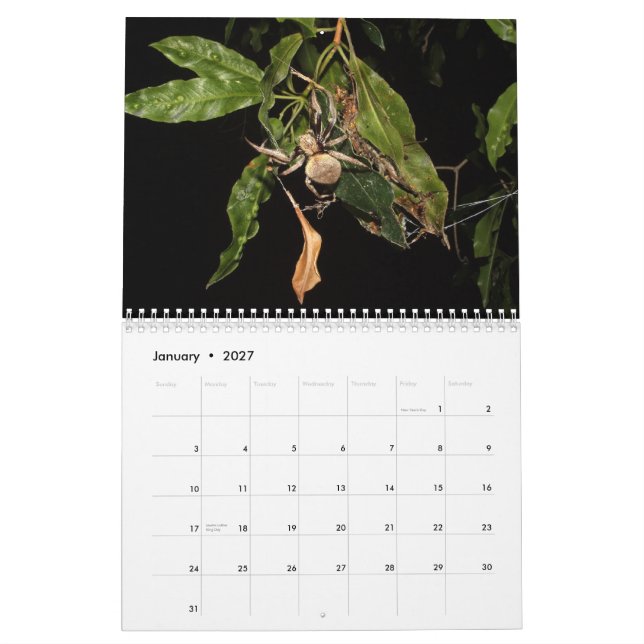 Calendrier Mural Secrets d'une araignée de jardin (Jan 2027)