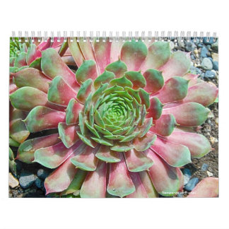 Calendrier Mural Sempervivum et Jovibarba