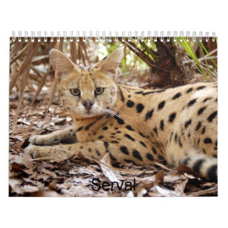 Calendrier Mural serval 025, Serval