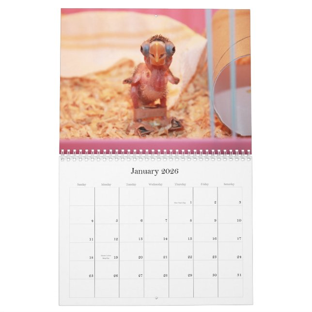 Calendrier Mural Syphilitique la perruche la plus mignonne (Jan 2026)