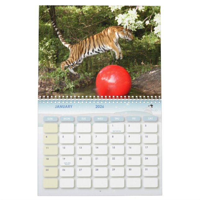 Calendrier Mural Tiger_Aroara012, tigre Auroara (Jan 2026)