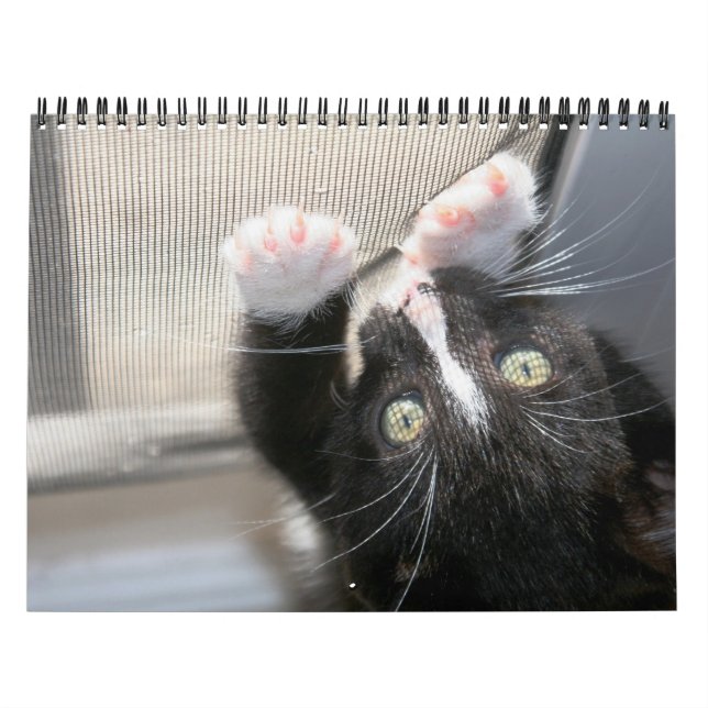 Calendrier Mural Une année de fuzzybutts (Protection)