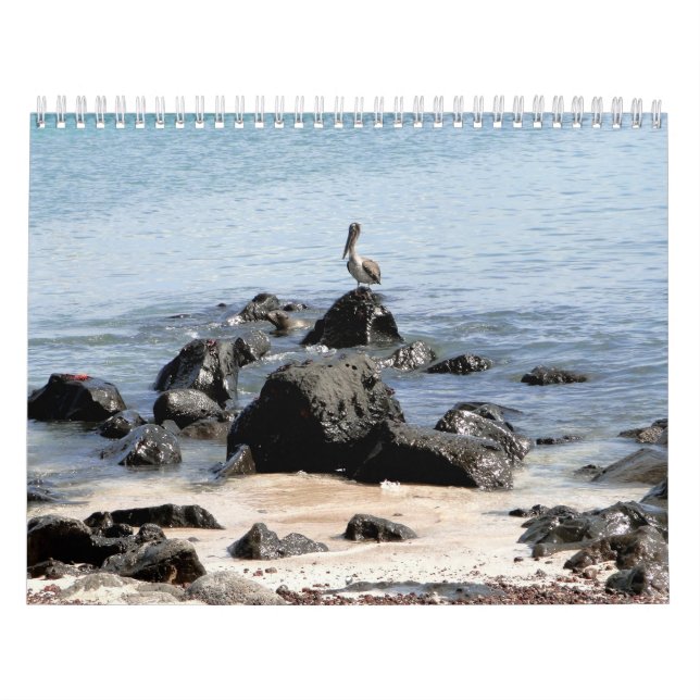 Calendrier Mural wild world of the Tortues d'eau douce (Protection)