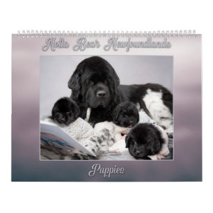 Calendrier Notta Bear Terre-Neuve Année des chiots
