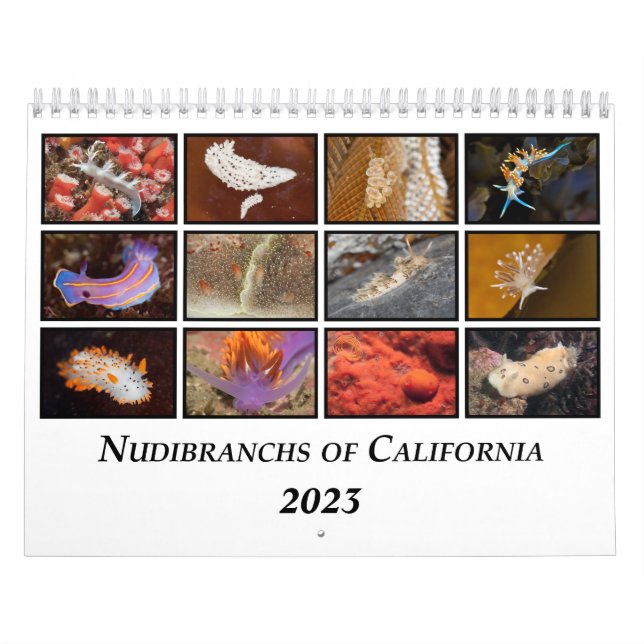 Calendrier Nudibranchs de Californie (Protection)