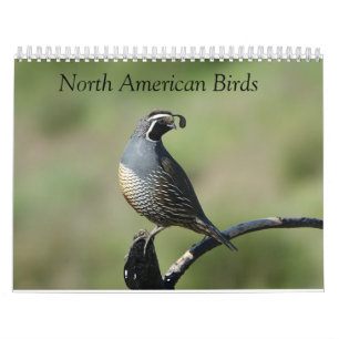 Calendrier - Oiseaux d'Amérique du Nord