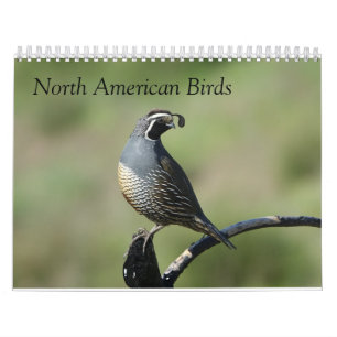 Calendrier - Oiseaux d'Amérique du Nord