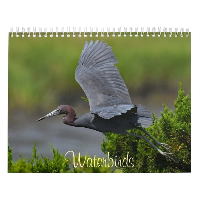 Calendrier Oiseaux d'eau 4 (Protection)