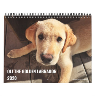 Calendrier Oli le Labrador doré en 2020
