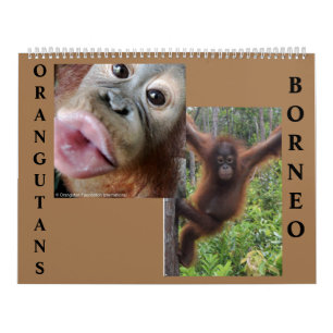 Calendrier Orangoutans Bornéo