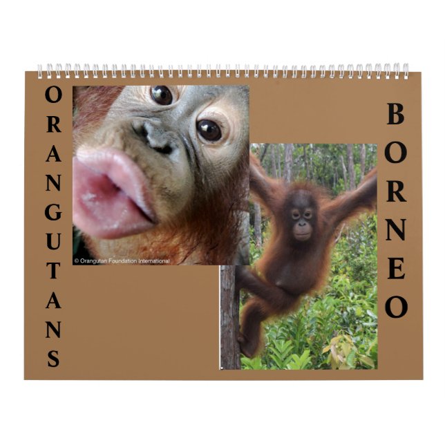 Calendrier Orangoutans Bornéo (Protection)