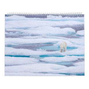 Calendrier Ours polaires en pleine nature