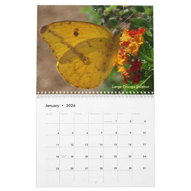 Calendrier Papillons de la vallée du Rio Grande (Jan 2026)