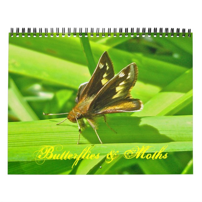 Calendrier - Papillons et papillons (Protection)