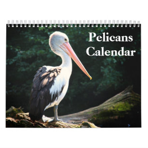 Calendrier Pelicans Bird 2020