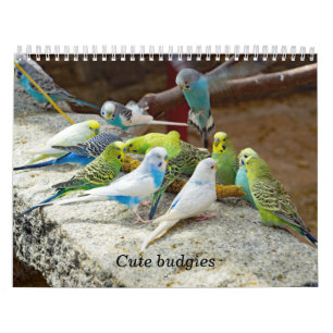 Calendrier Petits boucs - instantanés des petits oiseaux