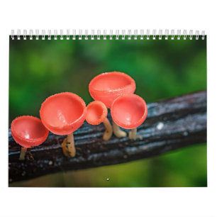 Calendrier Photo Champignon Enchanté 2026