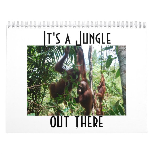 Calendrier Photographie d'animaux d'Orangoutan (Protection)