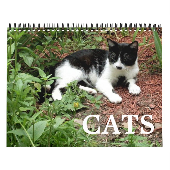Calendrier Photographies de chats  (Protection)