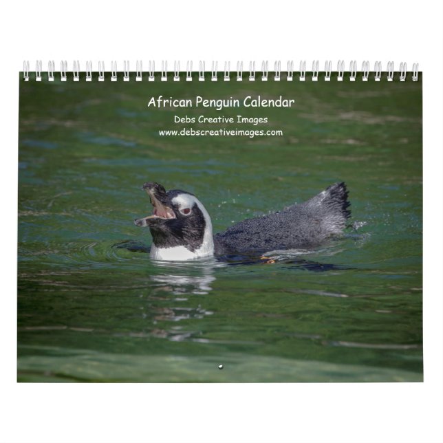 Calendrier Pingouins africains 2026 (Protection)