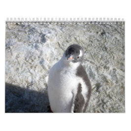 Calendrier Pingouins de l'Antarctique
