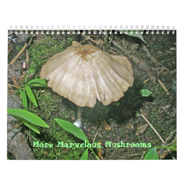Calendrier - Plus de champignons merveilleux (Protection)